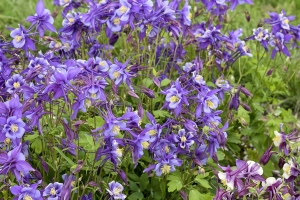 Aquilegia 'Earlybird Purple Blue' New 2023